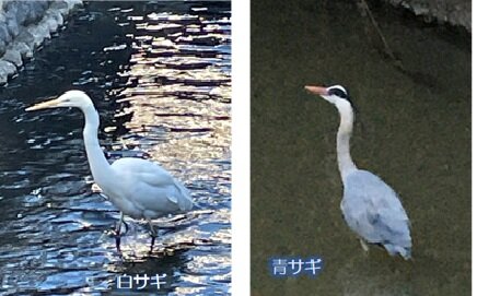 サギの投稿用
