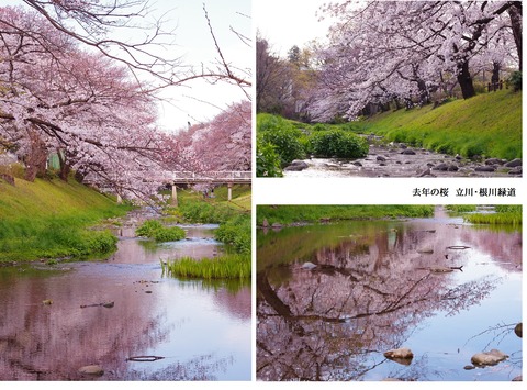 根川の桜