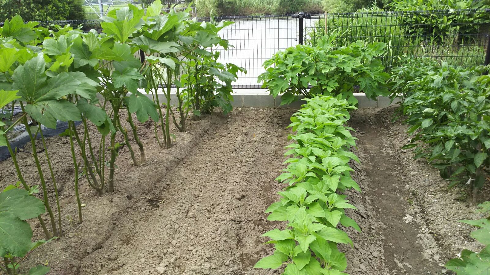 皇帝ひまわり すうさんの日々の記録