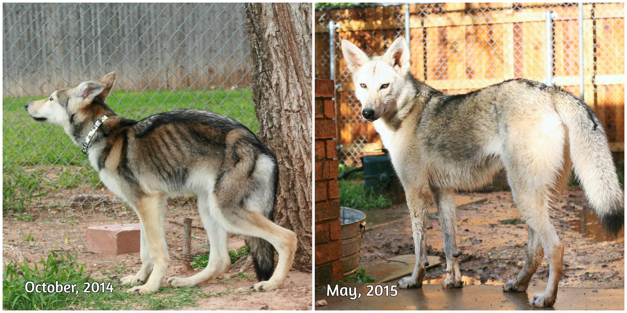 ふろぺじ! 海外の反応外国人「施設から引き取られた犬達のビフォーアフター集を紹介するよ!」【海外の反応】コメント一覧  (コメント内アンカーは「※数字」「米数字」「>>数字」で機能します。 悪質な誹謗中傷、管理人が不適切と判断したコメント等は非表示にする場合があります。)コメントする
