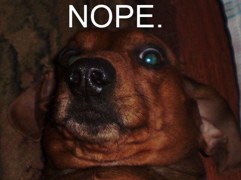 scared-wiener-dog-nope
