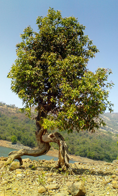 Walking_Tree_by_Deathdart