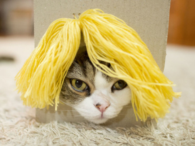 maru-cat-hair-box-2
