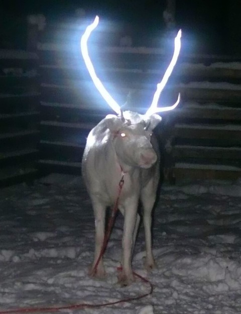 reindeer