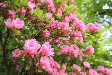 西山公園つつじ