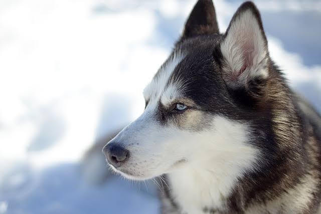 犬 あにまるファミリア 犬 あにまるファミリア