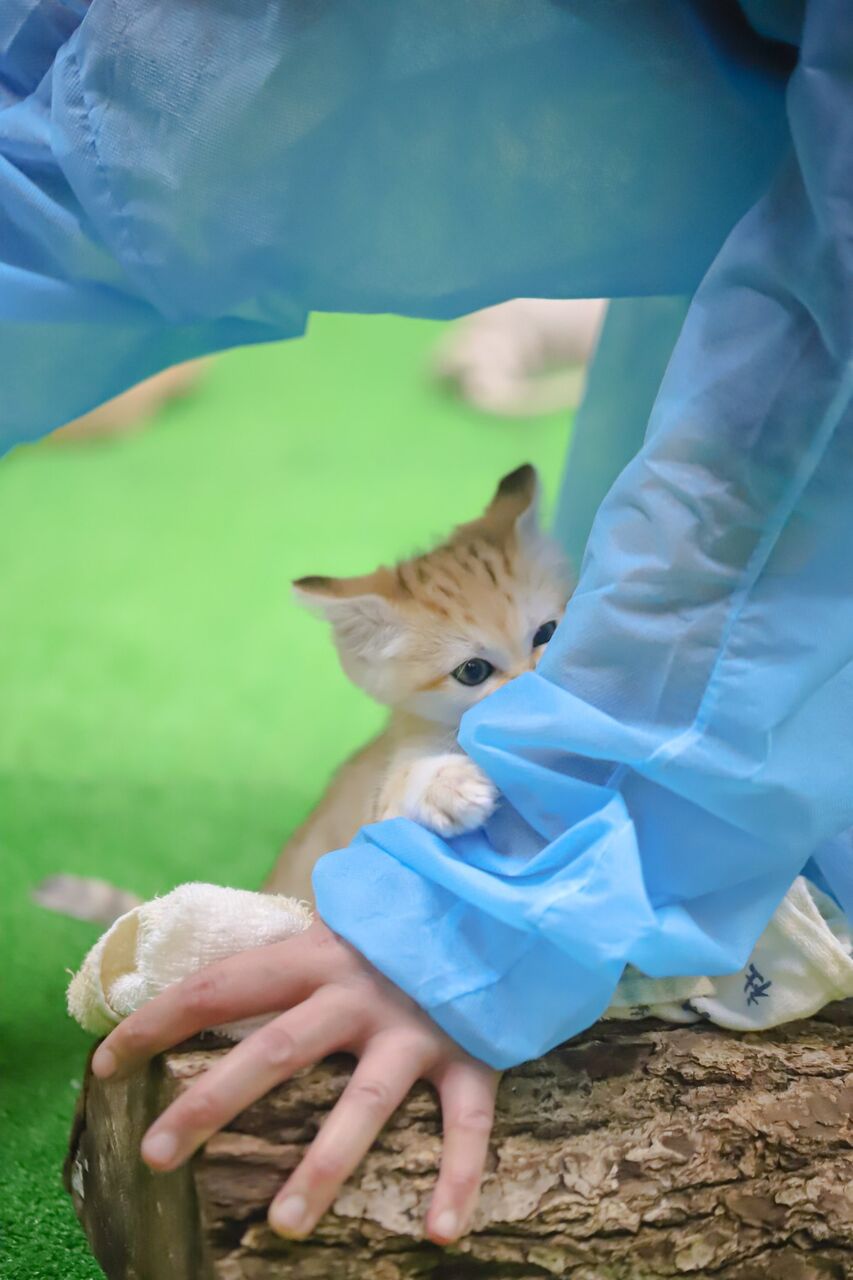 画像 スナネコの赤ちゃんという世界一かわいい生き物wwwこれはやばない www あにまるファミリア 画像 スナネコの赤ちゃんという世界一かわいい生き物wwwこれはやばない www あにまるファミリア