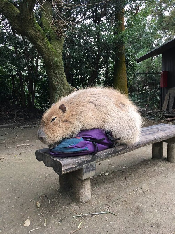 カピバラ あにまるファミリア