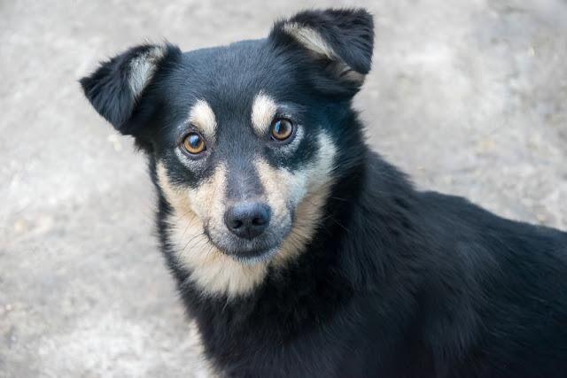 画像 雑種犬とかいう可愛いすぎる生き物www あにまるファミリア 画像 雑種犬とかいう可愛いすぎる生き物www あにまるファミリア