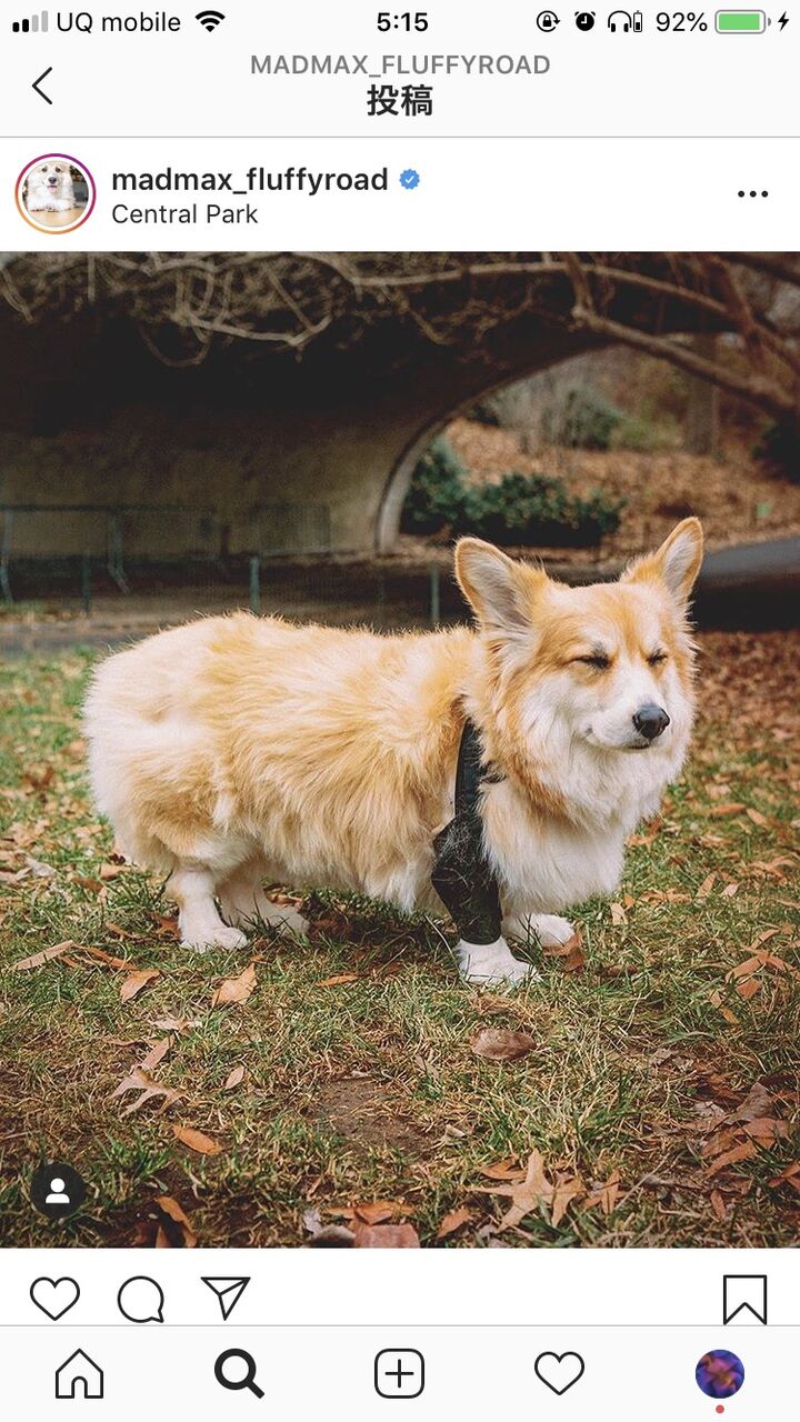 画像 コーギーとかいう子犬は全犬種イチの可愛さやのに成犬は成犬は超絶ブサイクな犬種wwwww あにまるファミリア 画像 コーギーとかいう子犬は全犬種イチの可愛さやのに成犬は成犬は超絶ブサイクな犬種wwwww あにまるファミリア