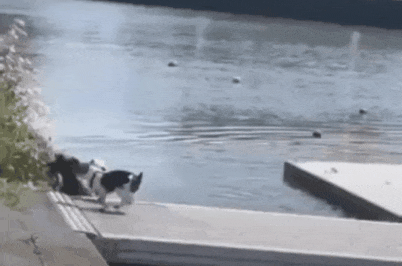 犬 あにまるファミリア 犬 あにまるファミリア