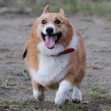 画像 コーギーとかいう子犬は全犬種イチの可愛さやのに成犬は成犬は超絶ブサイクな犬種wwwww あにまるファミリア 画像 コーギーとかいう子犬は全犬種イチの可愛さやのに成犬は成犬は超絶ブサイクな犬種wwwww あにまるファミリア