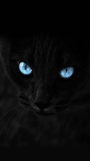 画像多 淡々とかっこいい猫の画像を貼る１ あにまるファミリア