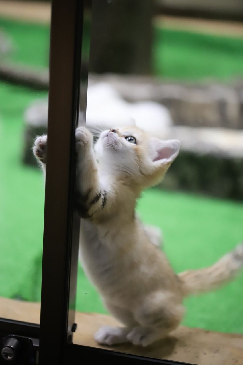 画像 スナネコの赤ちゃんという世界一かわいい生き物wwwこれはやばない www あにまるファミリア 画像 スナネコの赤ちゃんという世界一かわいい生き物wwwこれはやばない www あにまるファミリア