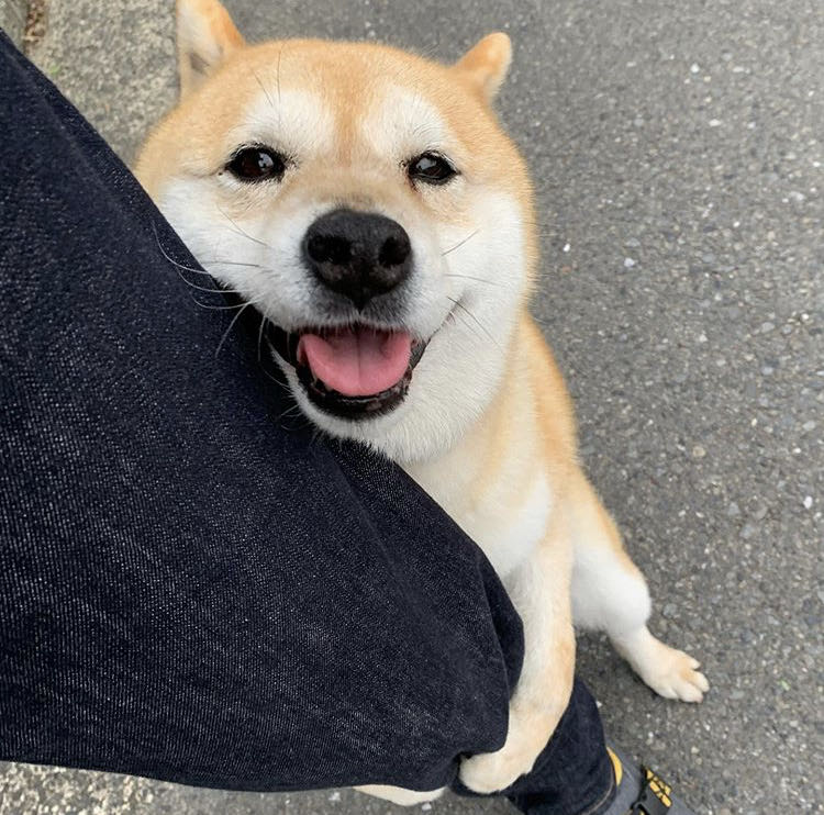 相談 ゴールデンレトリバー飼うか柴犬飼うかで迷ってるんやが あにまるファミリア