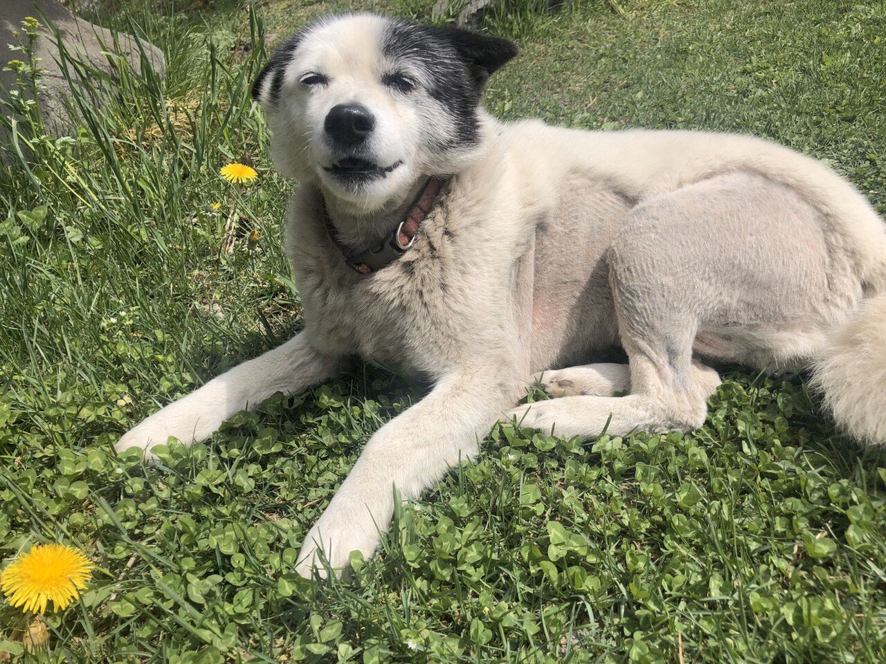 画像多 可愛いのに面白いwそして優しい犬さんたち大集合www あにまるファミリア 画像多 可愛いのに面白いwそして優しい犬さんたち大集合www あにまるファミリア