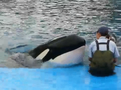 水族館 あにまるファミリア 水族館 あにまるファミリア