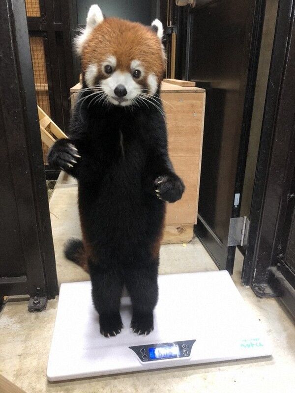 レッサーパンダ あにまるファミリア