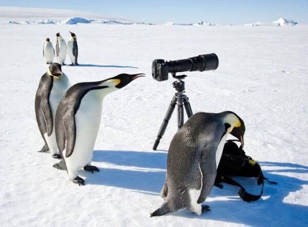 画像多 ペンギン 二足歩行だから仲間だね 大きいね あにまるファミリア