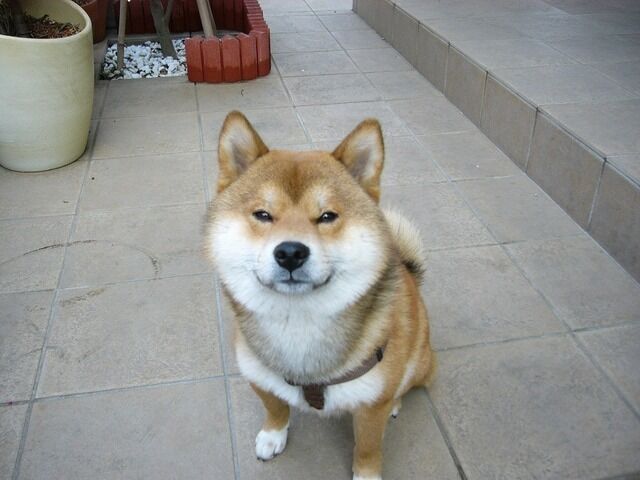 画像 柴犬がかわいすぎてつらい あにまるファミリア 画像 柴犬がかわいすぎてつらい あにまるファミリア