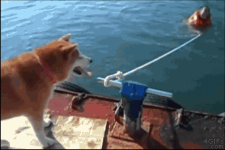 犬色々 あにまるファミリア 犬色々 あにまるファミリア