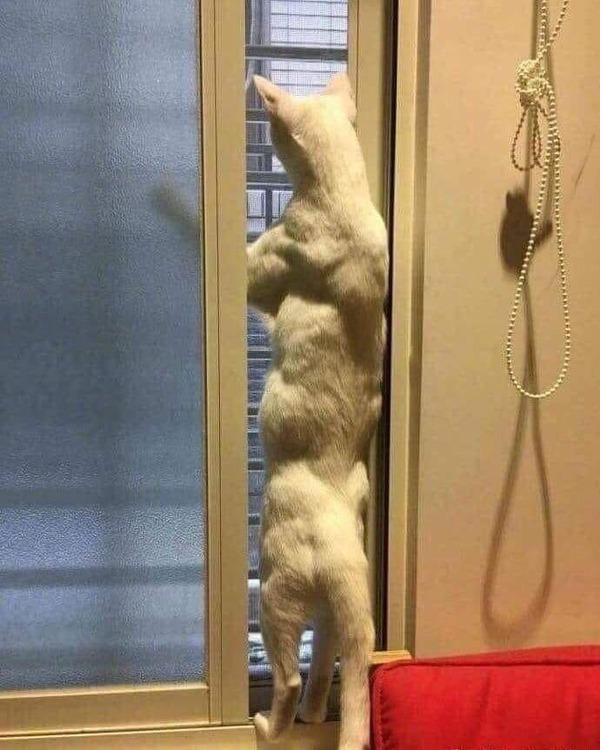 画像 ムキムキ猫 発見されるｗｗ刃牙かよ ｗｗｗｗ あにまるファミリア