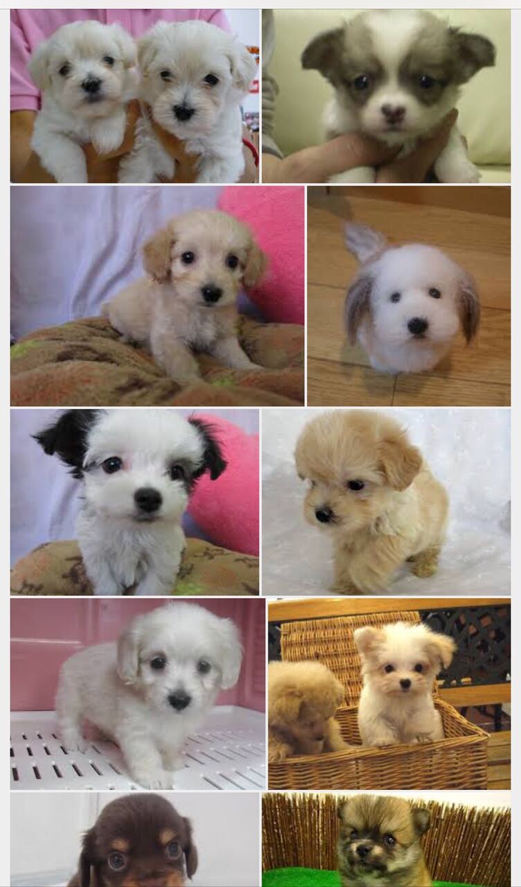 画像 ミックス犬と雑種って何が違うんや あにまるファミリア