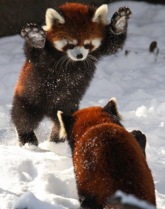萌え死に注意 反則すぎる レッサーパンダが雪で遊ぶ姿のかわいさよ 画像 動画 あにまるファミリア 萌え死に注意 反則すぎる レッサーパンダが雪で遊ぶ姿のかわいさよ 画像 動画 あにまるファミリア