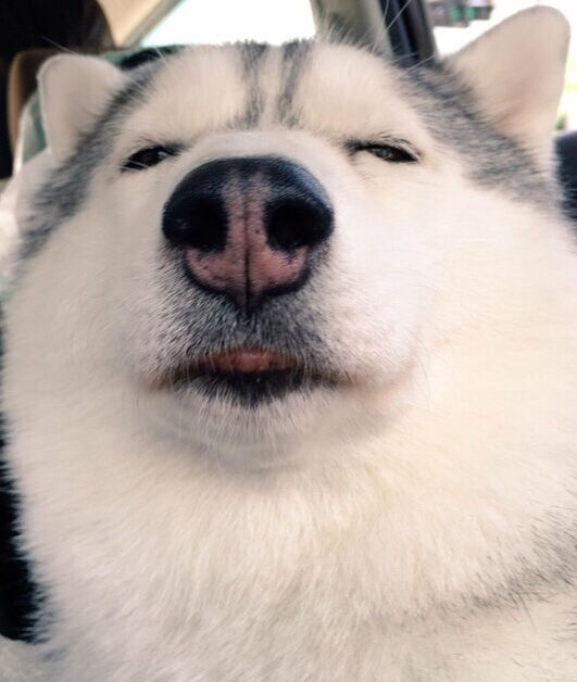 犬 あにまるファミリア