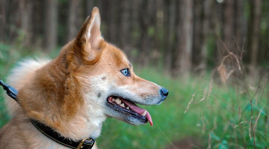 画像 柴犬 と ハスキー をミックスさせた結果wwuwwuwwuww あにまるファミリア 画像 柴犬 と ハスキー をミックスさせた結果wwuwwuwwuww あにまるファミリア