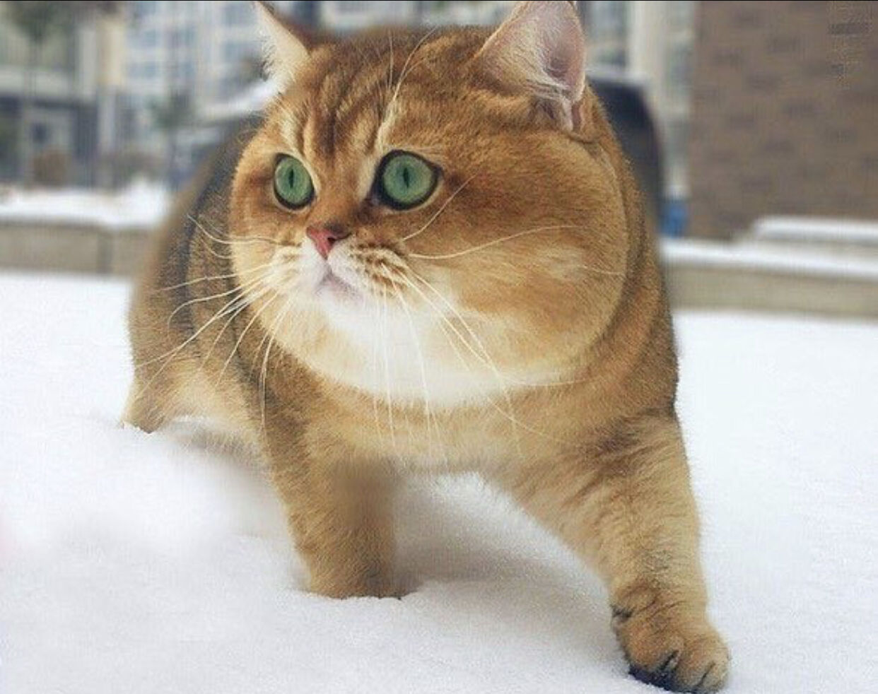 画像 一番かわいいネコ科動物 カナダオオヤマネコに決定 あにまるファミリア 画像 一番かわいいネコ科動物 カナダオオヤマネコに決定 あにまるファミリア