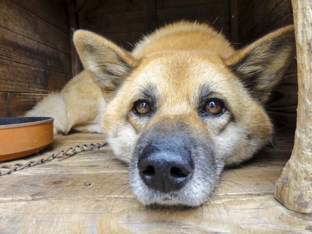 画像 雑種犬とかいう可愛いすぎる生き物www あにまるファミリア