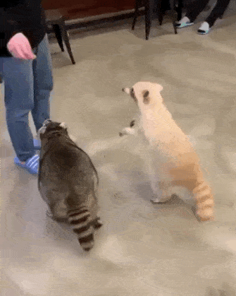 レッサーパンダ あにまるファミリア レッサーパンダ あにまるファミリア