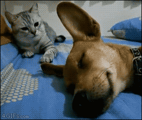 動画 お昼寝ハスキー犬 猫さんからの理不尽パンチをくらうwww かわいそうだけどかわいい あにまるファミリア 動画 お昼寝ハスキー犬 猫さんからの理不尽パンチをくらうwww かわいそうだけどかわいい あにまるファミリア