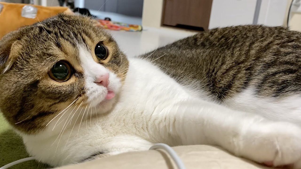 画像 スコティッシュ猫のポコ太郎くん ガチで可愛いwwwwwwwww あにまるファミリア