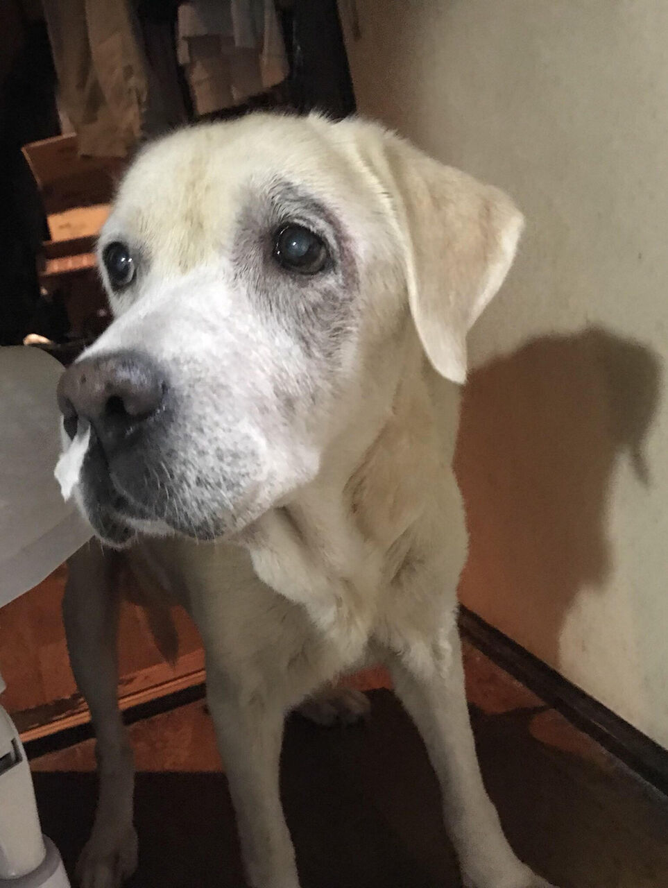 画像 ウチの犬がドジっ子可愛い あにまるファミリア 画像 ウチの犬がドジっ子可愛い あにまるファミリア