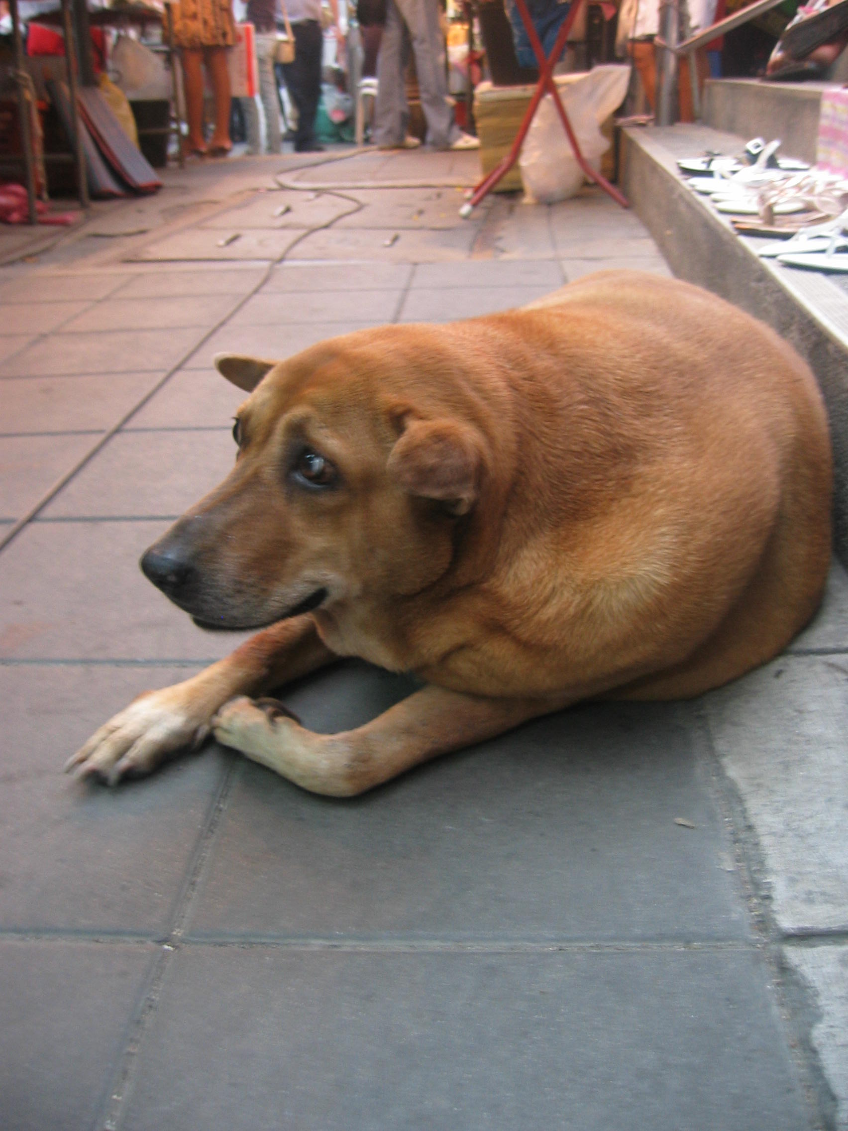 タイ人にもﾌﾞｰﾃﾞｰと言われた犬 黒猫白猫な雑記帳
