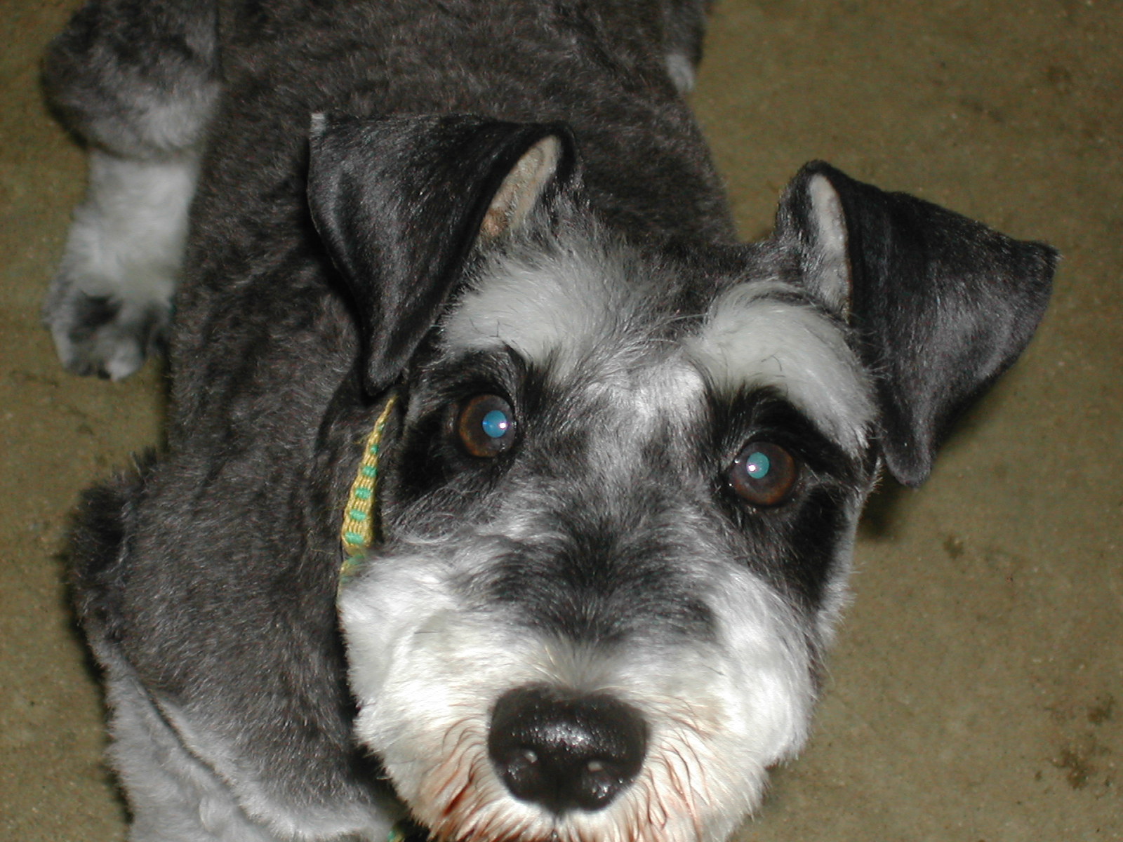 やんちゃな犬 ミニチュアシュナウザーファン 集まれー