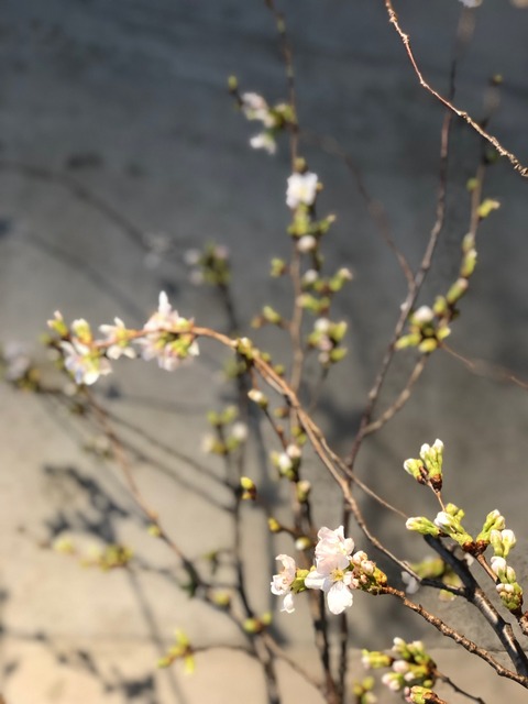 ブルーボトルコーヒー　桜