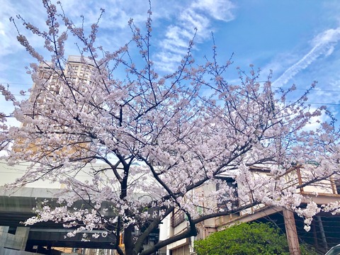 秋葉原　桜