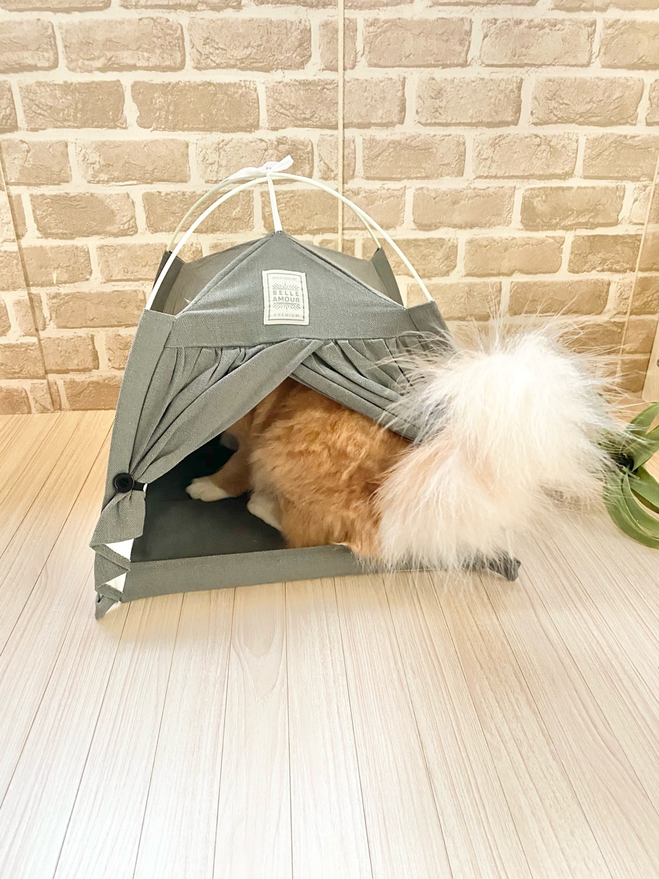 ダイソー おしゃれ ワンコインのテント型ペットハウス Elie S House Diy100均リメイカーエリィの暮らし レシピブログ Powered By ライブドアブログ ダイソー おしゃれ ワンコインのテント型ペットハウス Elie S House Diy100均リメイカーエリィの暮らし レシピブログ Powered By ライブドアブログ