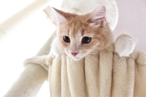 キャットタワー シェリル ノルウェージャンフォレストキャット
