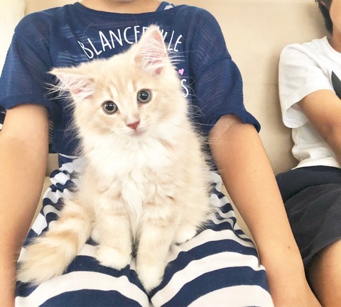 猫 ノルウェージャンフォレスト シェリル