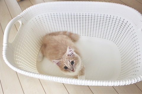 シェリル ノルウェージャンフォレストキャット 猫