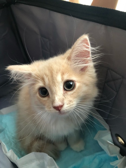 ネコ 猫 シェリル ノルウェージャンフォレストキャット