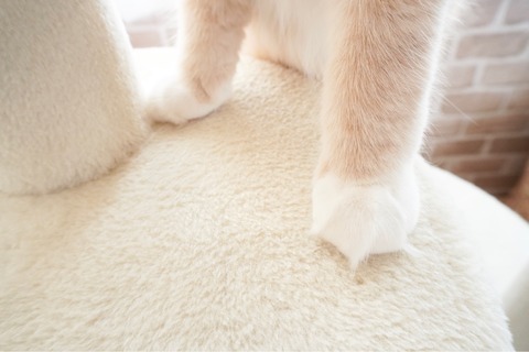 毛取りクリーナー キャンドゥ ペット ほこり 掃除グッズ