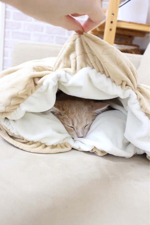 ねこトンネル　カインズ　もちもちクッション