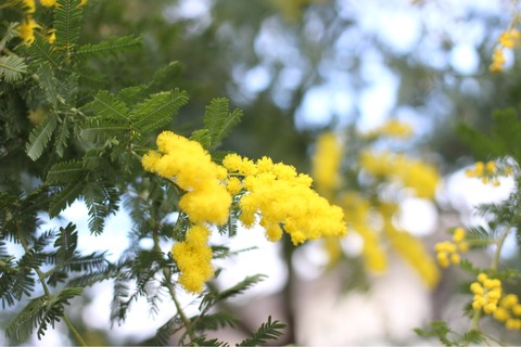 ミモザの花 庭 ガーデニング