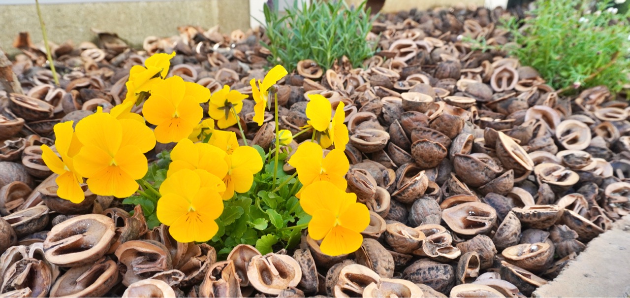 庭 コストコ くるみの殻で簡単な雑草対策とコストコのおすすめledソーラーライト商品 Elie S House Diy100均リメイカーエリィの暮らし レシピブログ Powered By ライブドアブログ