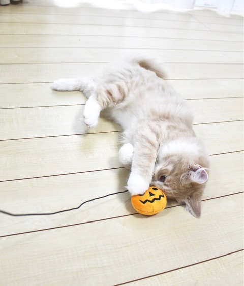 ひも付きおもちゃ シェリル セリア ハロウィン